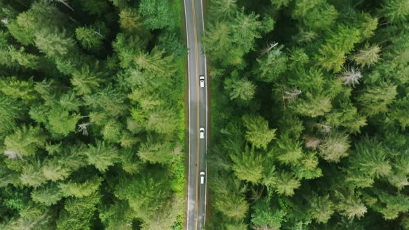 Aerial Following Tourists Vehicles Driving Forest Road in Dense Green Pine Woods