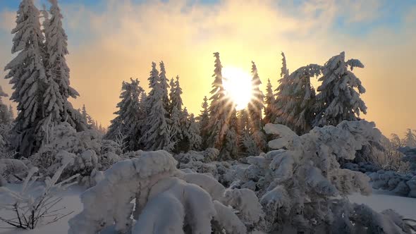 Sunrise in Frozen Forest with Snowy Trees in Cold Winter