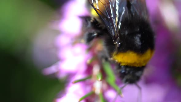 Extreme macro shot of bumblebee crawling on pink bell flower in summer. Collecting pollen of blossom