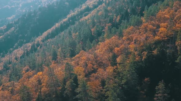 Autumn Forest Drone View