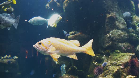 close up of a canary rockfish