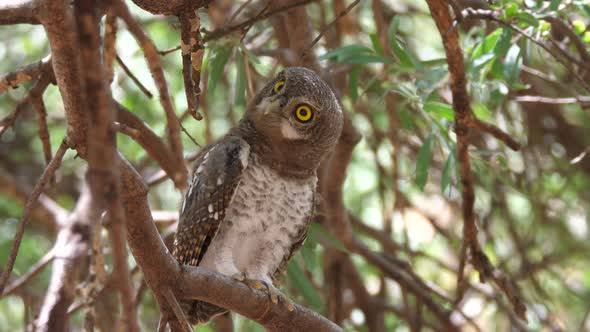 Pearl-spotted owlet hooting in a tree 