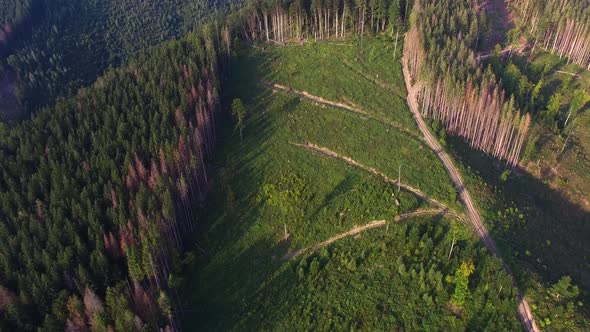 Deforestation. Aerial drone view of forest destroyed in Ukraine. 4K