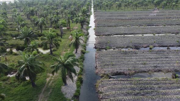 Young pineapple is planted with young oil palm