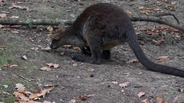 Swamp Wallaby, Wallabia bicolor. Known as the black wallaby