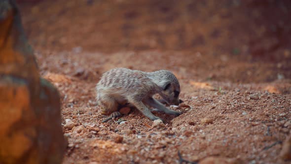 Baby Meerkat Digs a Burrow in the Ground