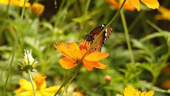 Butterfly closeup on yellow flower. Monarch Butterfly on yellow flower. Tiger Butterfly closeup view