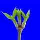 Maple buds opening Time lapse. Footage with alpha channel  - VideoHive Item for Sale
