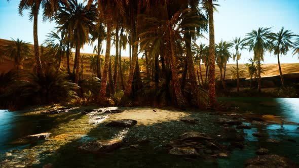 Palm Trees in Sahara Desert