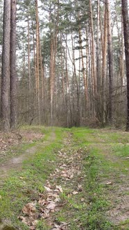 Vertical Video of a Road in the Forest Slow Motion