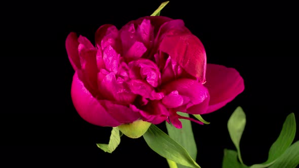 Time Lapse of Opening Beautiful Red Peony Flowers