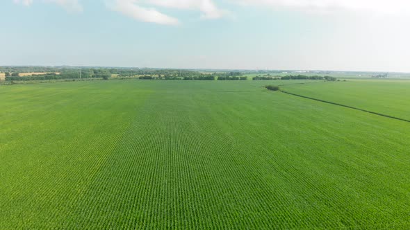 4K forward flying aerial drone over cornfield blue sunny sky with clouds