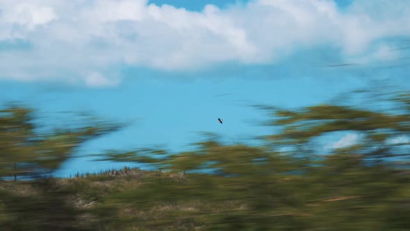 Curacao - Scenery Of Landscape, Plants Near The Ocean With A Bird Flying On A Bright Weather Filmed