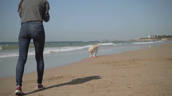Slow Motion Shot of Dog Catching Flying Disk on Sandy Beach
