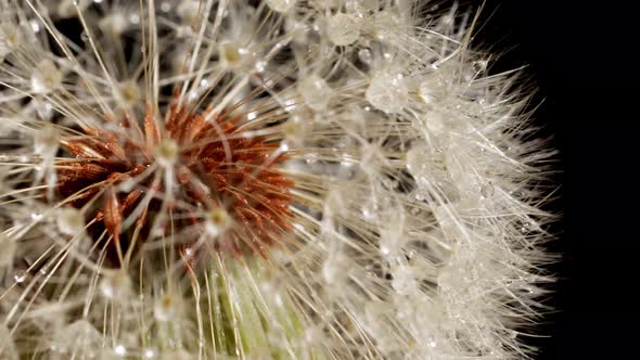 Macro shot of a Dandelion rotating in front of a black background