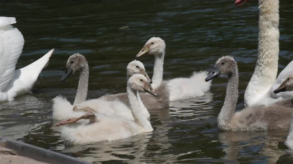 Swan Family on the Lake