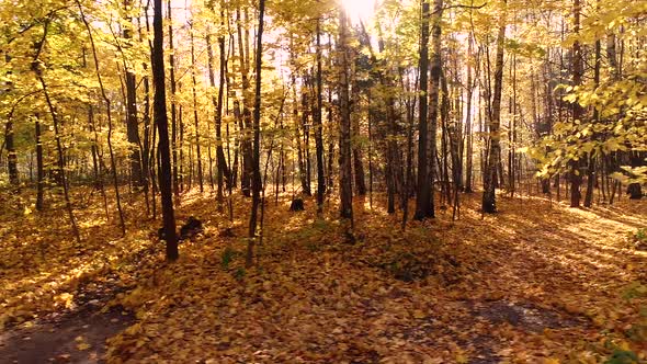 Colorful Autumn Forest Wood