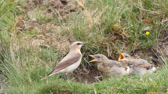 Wheatear feeding caterpillar to chicks at nest hole and res faecal sac