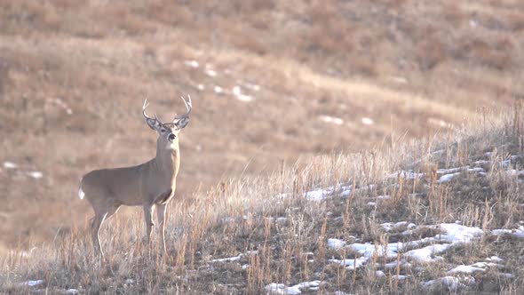 whitetail buck in high speed