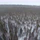 Flying Over Forest During Snowfall - VideoHive Item for Sale