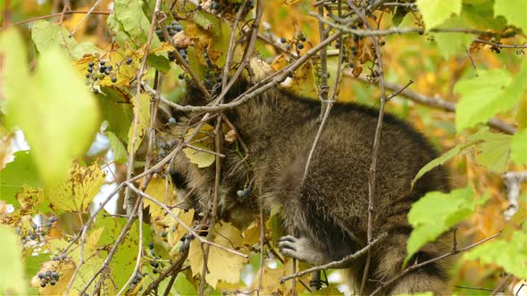 Close up shot of an intelligence raccoon, procyon lotor; foraging for ripen berries in the tree unin