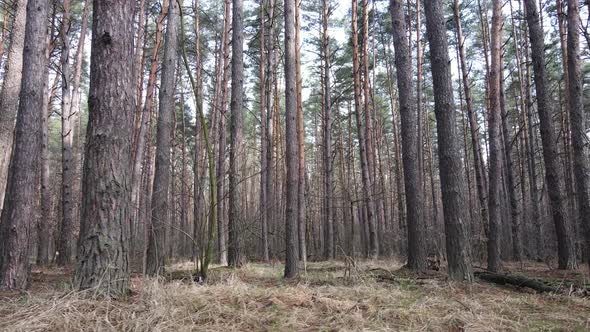 Forest Landscape Aerial View Slow Motion