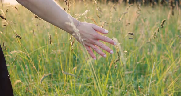 Woman walks through summer field - Strokes her hand over flowers - Slow Motion
