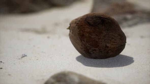 Brown Coconut on the Beach Sand