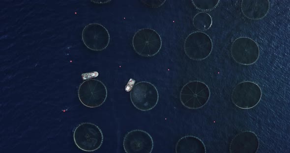 Aerial view boat feeding fish fields