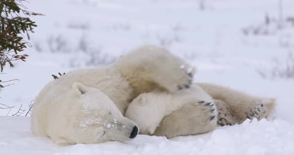 Medium shot of Polar Bear sow sleeping as her two cubs stir. Sow has a paw on top of one cub.