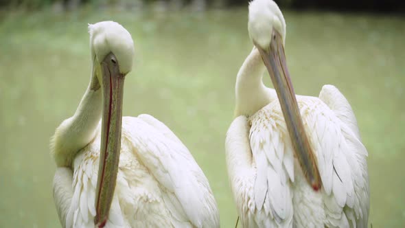 Pelican on the Lake. Close-up.