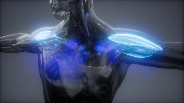 Deltoid - Visible Muscle Anatomy Map alt