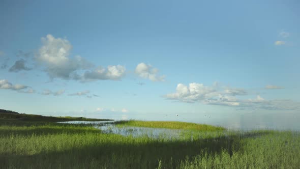 Green coast with birds on the Baltic coast