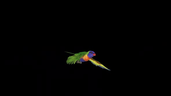 Rainbow Lorikeet - Asian Parrot - Flying Bird - Transparent Transition III