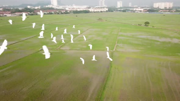 Aerial view of white egrets bird flying 