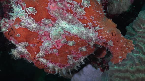 Giant red Frogfish close up profile shot.