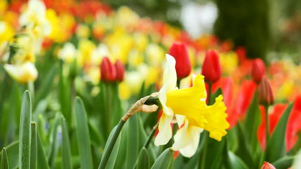 Flowering daffodils close-up and very beautiful background of tulips.