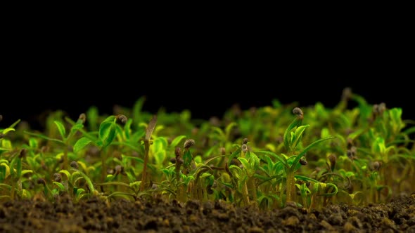 Growing Poppy Plant