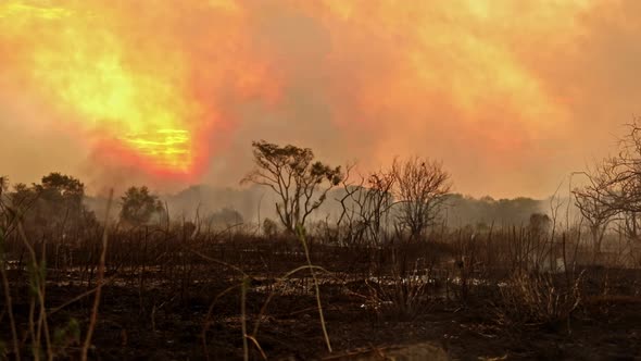 Smoke fill the sunset sky in the Brazilian Pantanal as deforestation fires burn the wetland wilderne