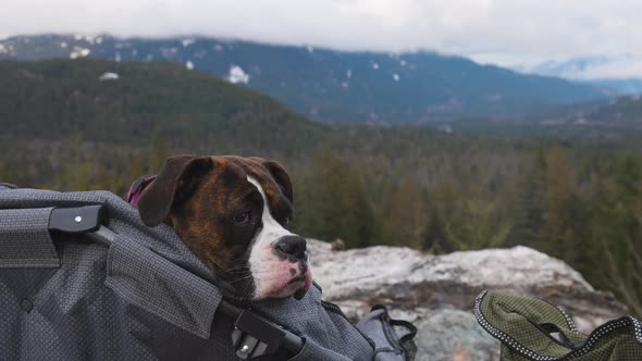 Cute and Adorable Female Boxer Dog Laying on a Cozy Camping Chair