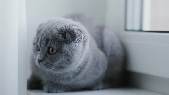 Frightened British Kitten Lying on the Window Sill