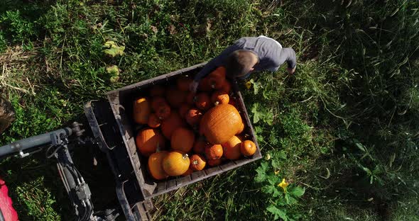 Overhead closeup ascending view of farmers collecting pumpkins in a field and putting them into a bi