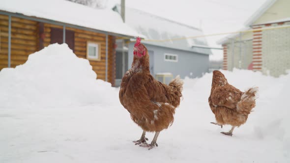 Chickens in the Own Garden Winter Time with Snow