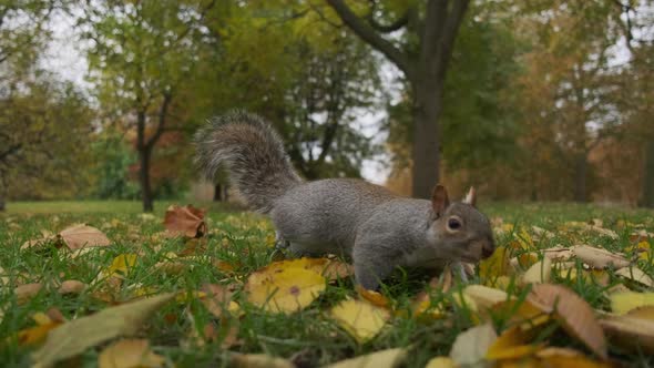 Eye level close up shot of cute squirrel rummaging in the autumn leaves