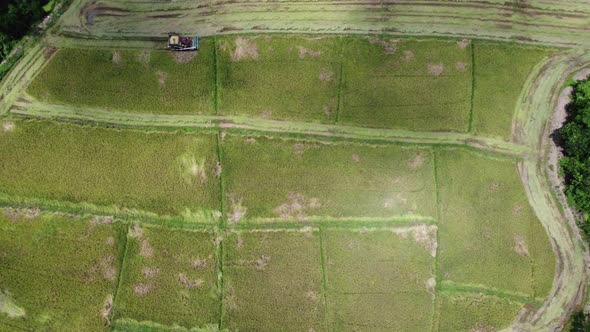 Time lapse aerial view of Combine harvester machine work together on rice field.