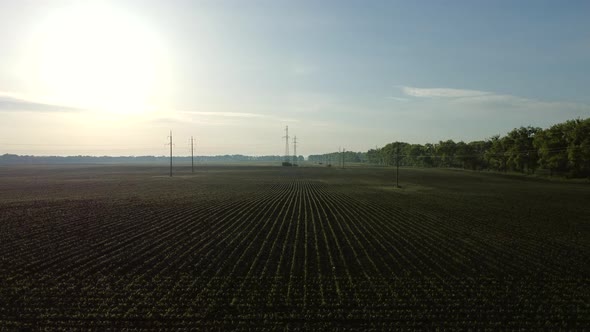 Aerial Drone View Flight Over Huge Plowed Field with Young Corn Sprouts