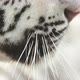 white bengal tiger head shot - VideoHive Item for Sale