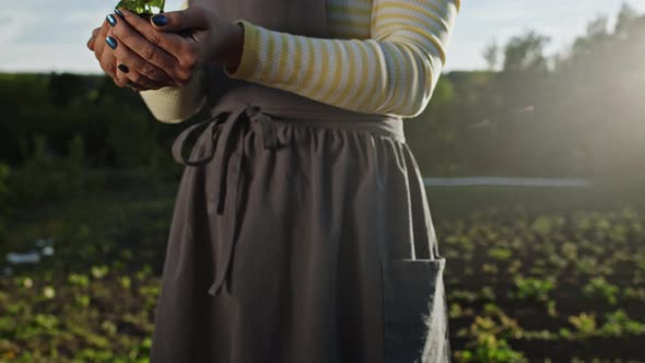 Female Gardener Holding Sprouted Mint Plant in Soil. Agriculture, Caring for Mother Earth