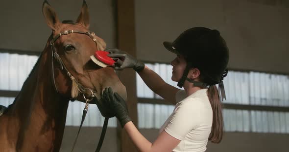 Young Female Rider Combs the Horse with a Brush, Takes Care of the Horse, Strokes the Wool and