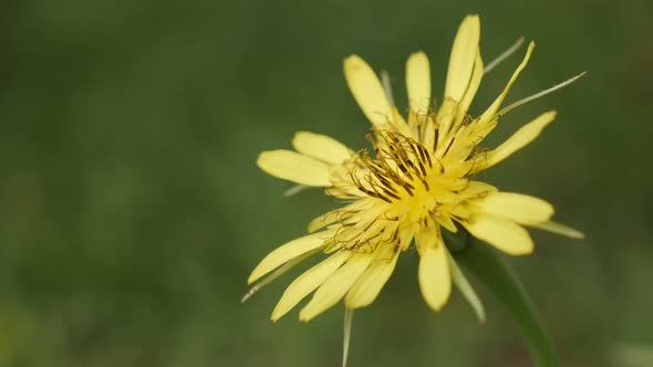 Spring yellow plant  meadow salsify slow-mo  1080p FullHD footage - Slow motion Tragopogon pratensis